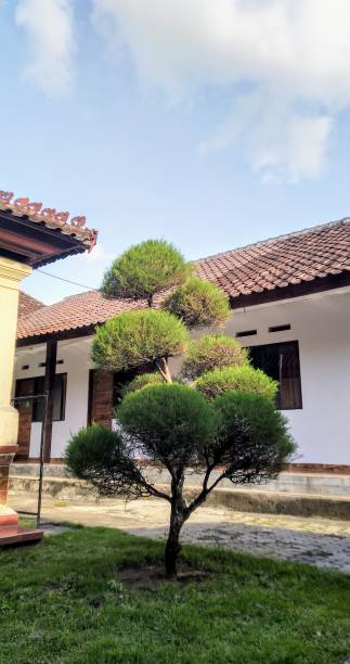 istock bonsai in the yard 1463991076