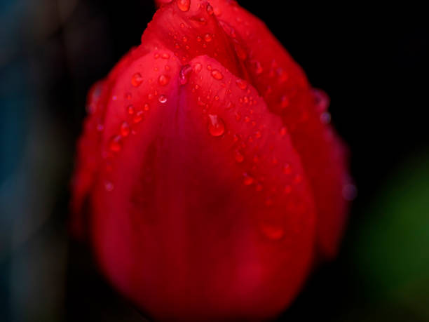 istock red tulips in the garden with raindrops 1463991198