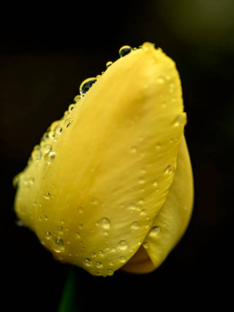 istock yellow tulips in the garden with raindrops 1463991202