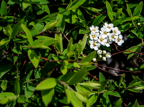 delicate white flowers on a cherry branch in the garden