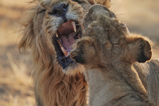 Asiatic lion king showing aggression at Lioness