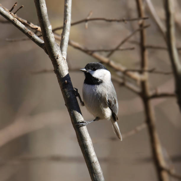 istock Carolina Chickadee (poecile carolinensis) perched upright on a branch 1463996076
