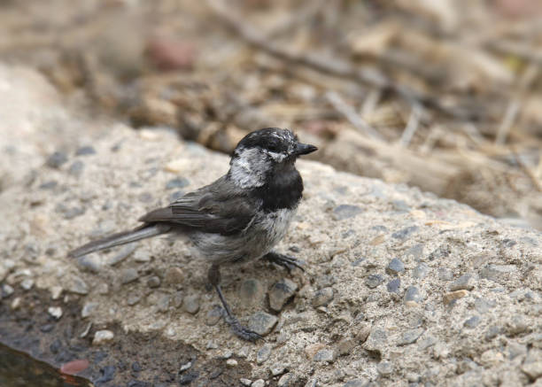 istock Mountain Chickadee (poecile gambeli) perched beside a pool of water 1463996122
