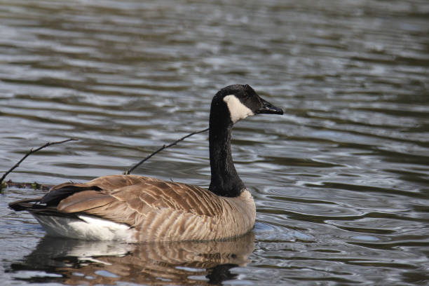 istock Cackling Goose (branta hutchinsii) swimming in a lake 1463996143