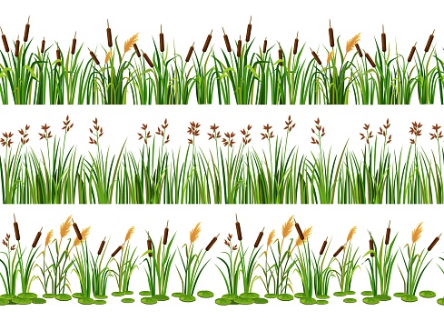 Lake aquatic plant borders. Seamless swamp cattails, marsh reed and strip of coastal river plants vector illustration set. Outdoor wetland with natural elements, green leaves near riverside