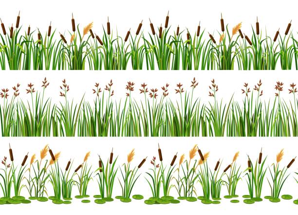 Lake aquatic plant borders. Seamless swamp cattails, marsh reed and strip of coastal river plants vector illustration set Lake aquatic plant borders. Seamless swamp cattails, marsh reed and strip of coastal river plants vector illustration set. Outdoor wetland with natural elements, green leaves near riverside cattail stock illustrations