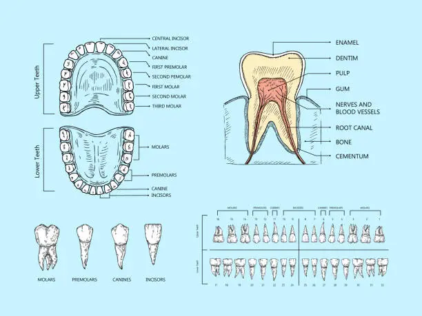 Vector illustration of Teeth anatomy scheme. Tooth structure infographic, orthodontic human teeth loss diagram and mouth chart scientific vector illustration