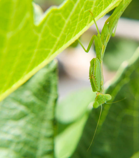 istock Little Fella Living 1464001643