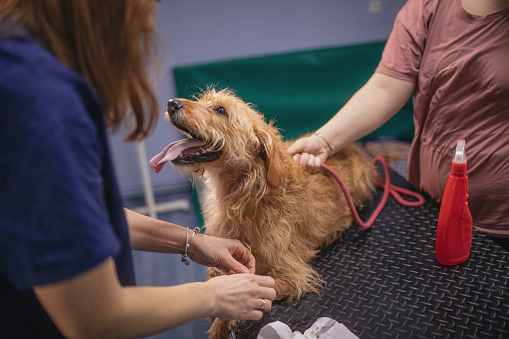 female veterinarian examining dog on exam table in vet exam room