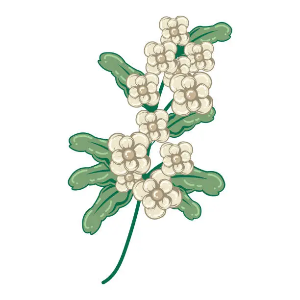 Vector illustration of white crataegus or hawthorne flower flat illustration