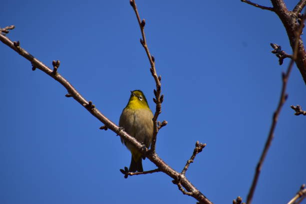 istock Portrait of the bird called white eye 1464013375
