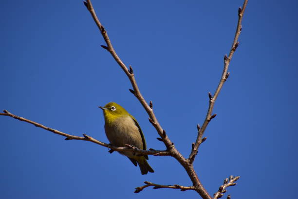 istock Portrait of the bird called white eye 1464013461