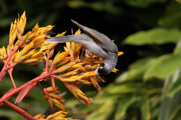 Noisy Miner, Manorina melanocephala, feeding on nectar from a flower