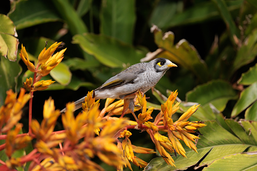 Small bird resting on a flower. Noisy Miner, Manorina melanocephala