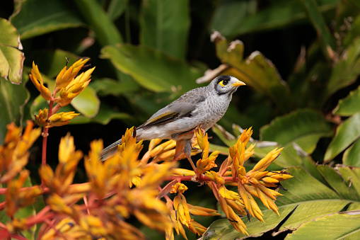 Small bird resting on a flower. Noisy Miner, Manorina melanocephala