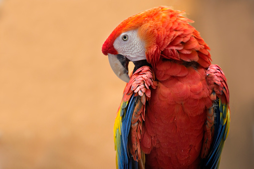 This is a color photograph of a Red Macaw parrot in Playa del Carmen, Mexico in an outdoor bird sanctuary.