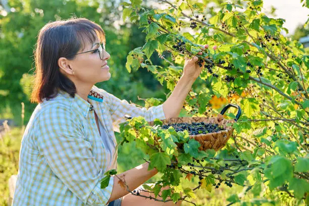 Harvesting ripe blackcurrants in garden. Woman gardener picking sweet berries in basket. Growing healthy organic berries, summer season, farm, farming, vitamin food concept