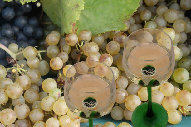 vino blanco de uvas alsacia chardonnay copas de vino blanco - gewurztraminer fotografías e imágenes de stock
