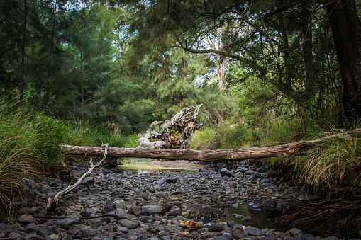 a small tree fallen over a stream in the woods