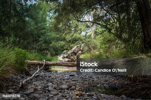 istock fallen log over a small stream 1464018278