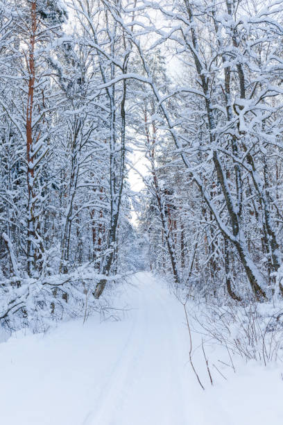 istock Winter woods, snowy mood. Cloudy day. 1464019450