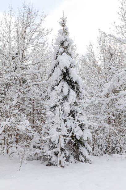 istock Winter woods, snowy mood. Cloudy day. 1464019734