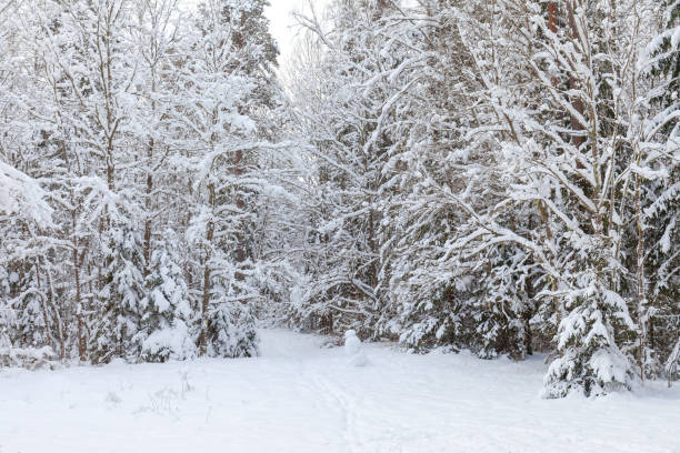 istock Winter woods, snowy mood. Cloudy day. 1464019739