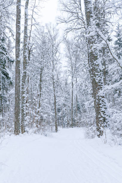 istock Winter woods, snowy mood. Cloudy day. 1464019860