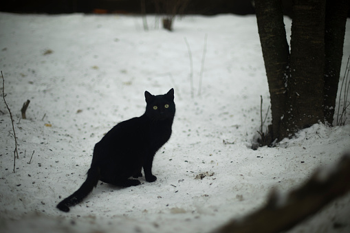 Black cat on street. Cat in snow. Pet ran away. Black wool.
