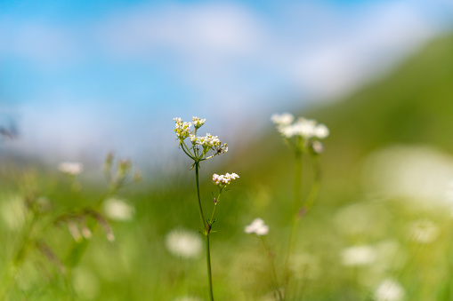 Close-up of white flower at the meadow high up in the mountains