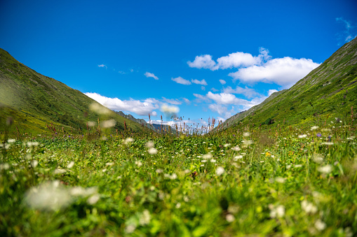 Green meadow high up in the mountains