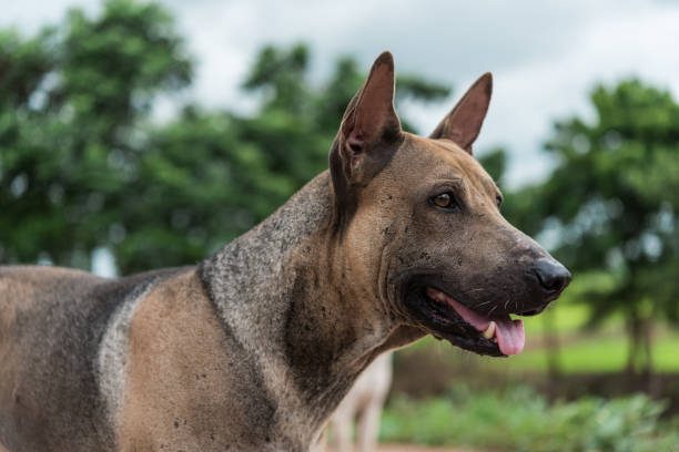 istock Thai dog in the field 1464023191