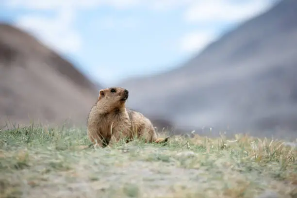 Himalaya Marmots, The giant squirrel in Himalaya mountain range.