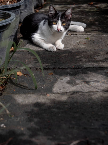 istock Black and White Cat Lying in The Garden 1464025153