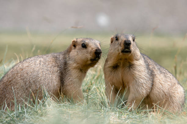 istock Himalaya marmot in the wild 1464025191