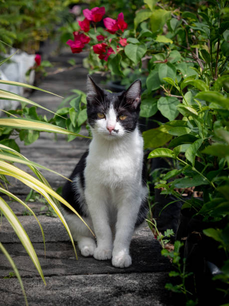istock Black and White Cat Lying in The Garden 1464025208