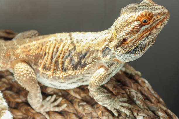 istock Bearded dragon in the sun 1464025578