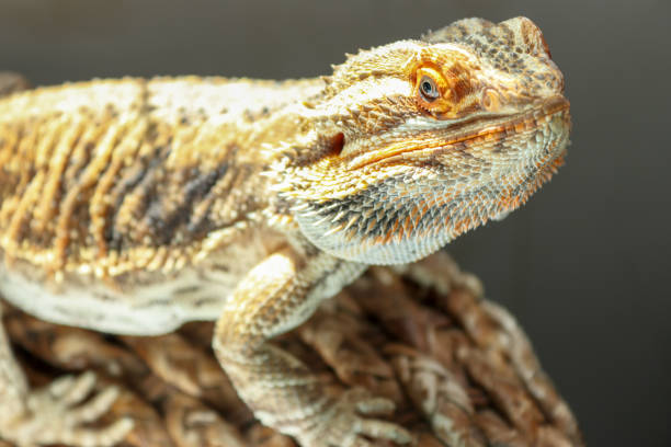 istock Bearded dragon in the sun 1464025581