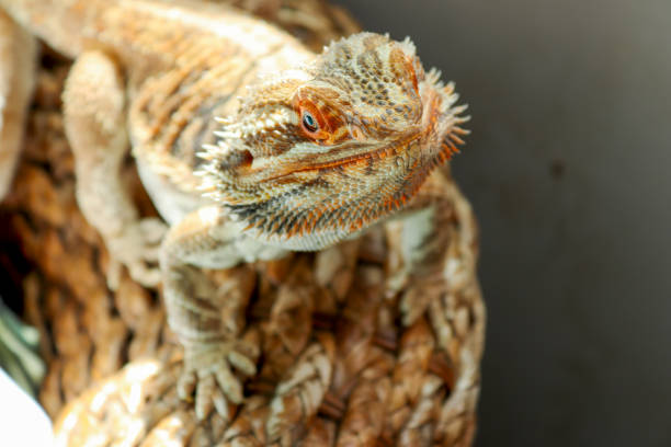 istock Bearded dragon in the sun 1464025588