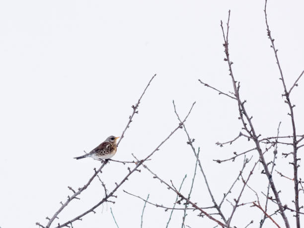 istock A low angle view of a Song Thrush, perched in a bare tree. 1464026466