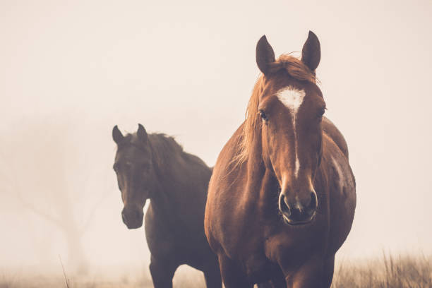 cavalli nella nebbia - cavallo equino foto e immagini stock