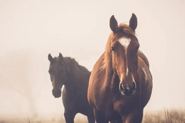 Photo of Horses in the mist