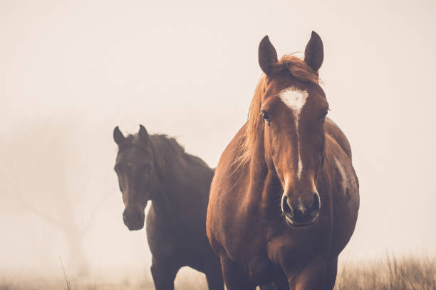 horses in the mist - horse family imagens e fotografias de stock