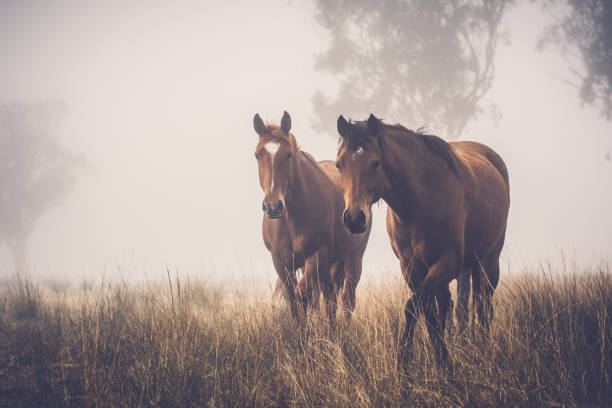 istock Horses in the mist 1464028752