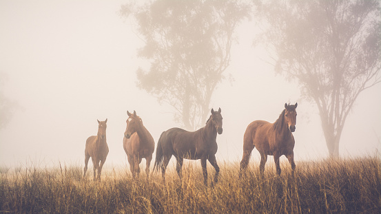 a herd of horses in a heavy autumn mist over the field