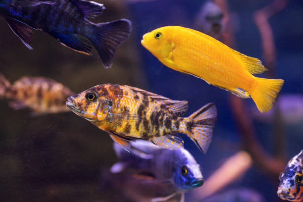 istock Colorful fish tank 1464029617