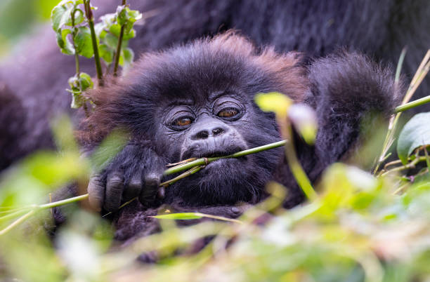 Baby gorilla in natural habitat looking towards camera stock photo