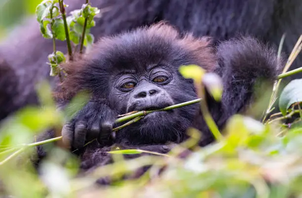 Volcanoes National Park is a national park in northwestern Rwanda. It covers 160 km² of rainforest and encompasses five of the eight volcanoes in the Virunga Mountains.