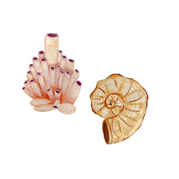 illustrazioni stock, clip art, cartoni animati e icone di tendenza di mollusco di guscio rosa corallo schizzo di acquerello beige - label travel san diego california california