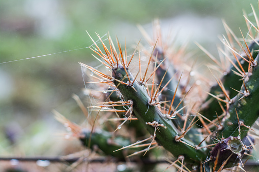 a close up of a cactus with dew drops on its spines